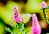 Three neglected herbs to enrich your kitchen garden