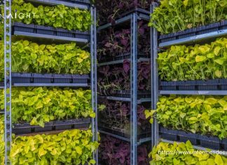 Auge del Mercado de Agricultura Vertical: Innovaciones, Desafíos y Perspectivas de Crecimiento hasta 2032